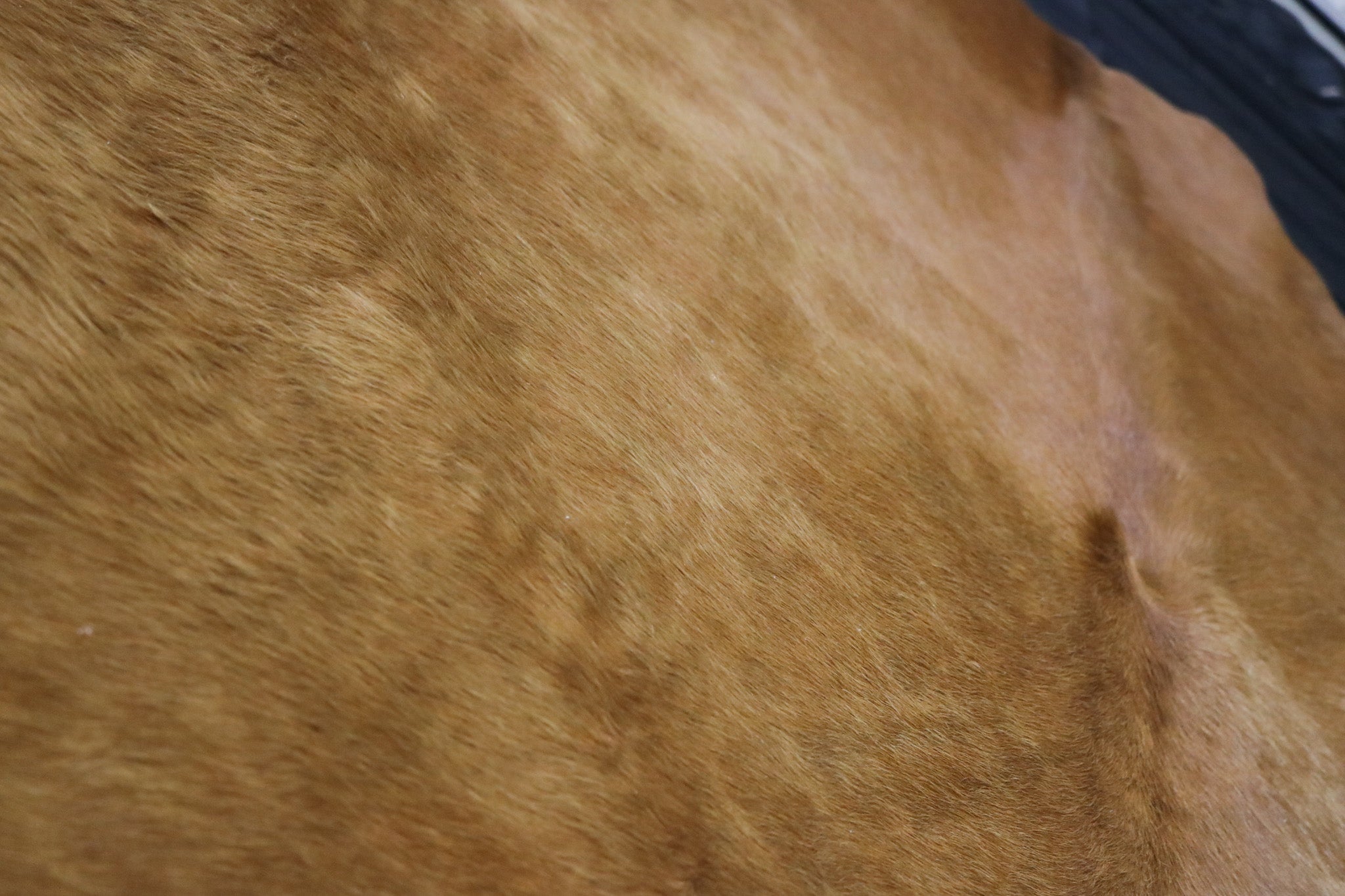 Vibrant Cinnamon Cowhide Handcrafted in Brazil