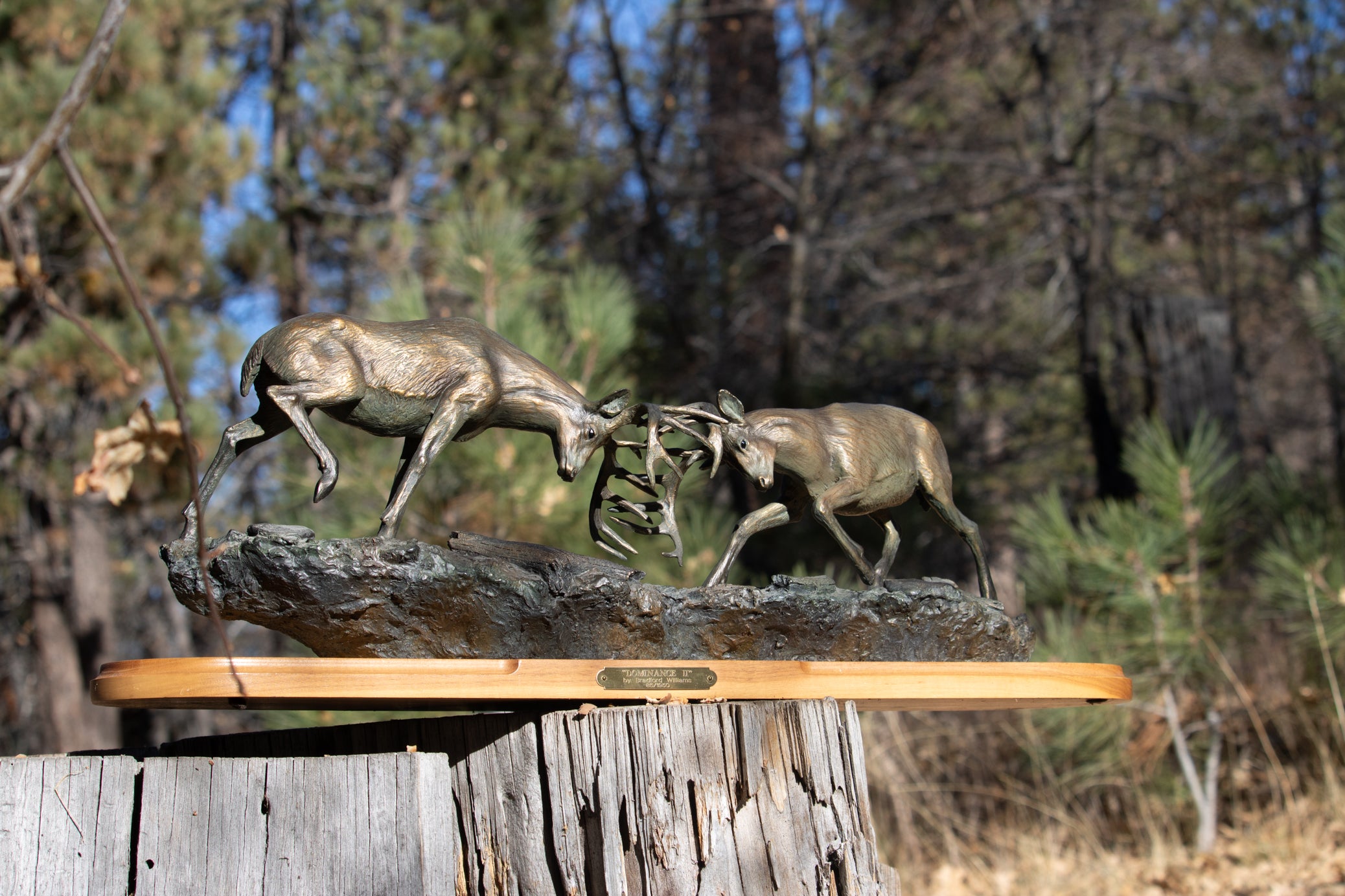 "Dominance II" By  Bradford Williams 85/ 1950.  Bronze sculpture depicts two fighting whitetail bucks